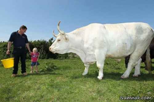بزرگترین گاو دنیا در انگلیس